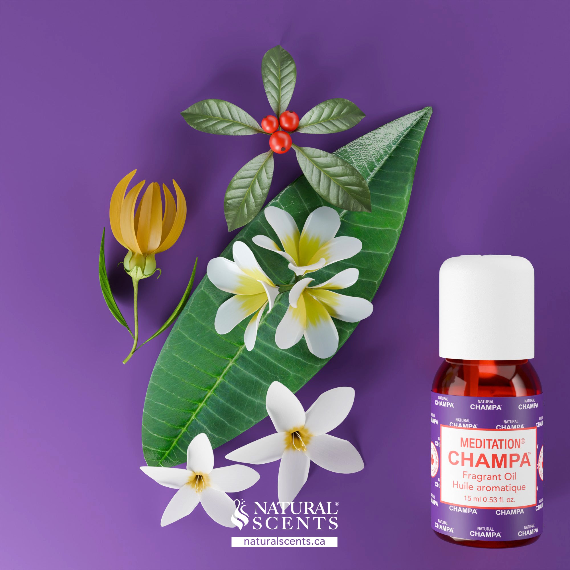 Meditation Champa Essential Oil