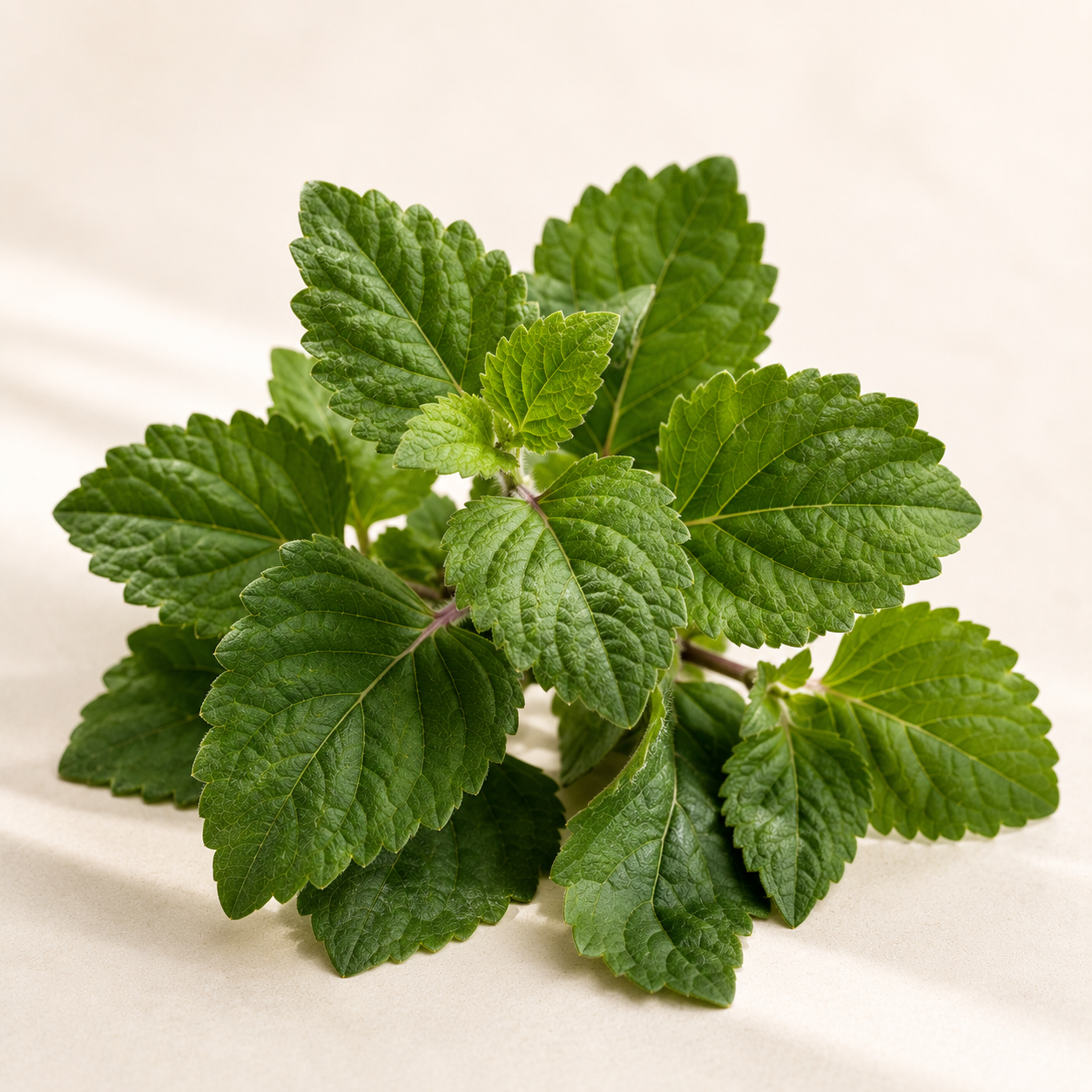 Natural Scents Patchouli Essential Oil